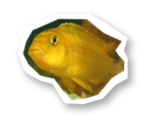 Fisch Kita auf 4 Pfoten